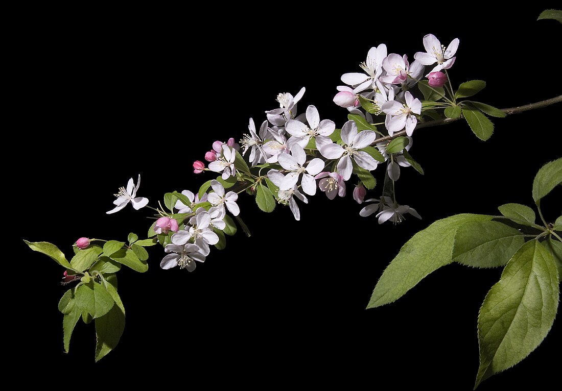 File:Malus floribunda (Japanese crabapple).jpg