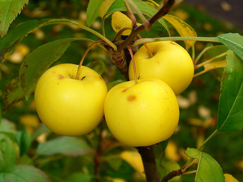 File:Malus sylvestris 005.JPG