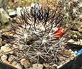 Mammillaria schumannii