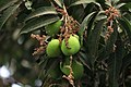 * Nomination Mango is a juicy stone fruit (drupe) produced from numerous species of tropical trees during the month of Summer. --IM3847 10:50, 8 March 2020 (UTC) * Promotion  Support Good quality. --Maximilian Reininghaus 17:01, 9 March 2020 (UTC)