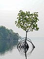 * Nomination Mangrove tree closeup, Ashtamudi Lake, Kerala --Tagooty 13:54, 26 March 2022 (UTC) * Promotion  Support Good quality. --Jakubhal 14:33, 26 March 2022 (UTC)