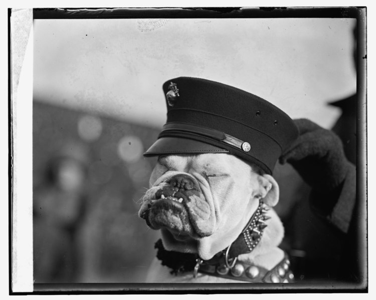 File:Marine mascot, (12-1-23) LOC npcc.09979.tif