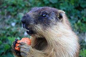 Descrição da imagem Marmota sibirica - (Rússia, Mongólia) - Rochers-de-Naye, Suíça, 2009.JPG.