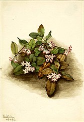 Trailing Arbutus (Epigaea repens)