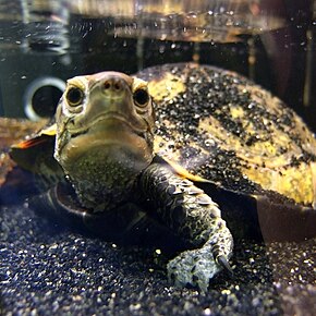 Mauremys japonica (Japon gölet kaplumbağası) .jpg görüntüsünün açıklaması.