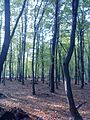 Ліс у селі Мазярка
