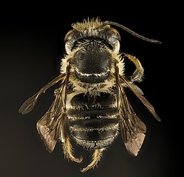 Megachile petulans