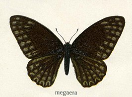 Graphium ebertorum