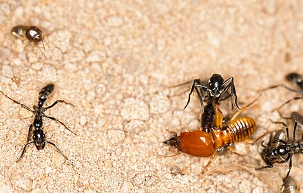 A Matabele ant (Megaponera analis) kills a Macrotermes bellicosus termite soldier during a raid.