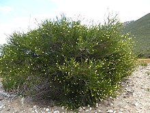 Melaleuca lutea (привычка) .JPG