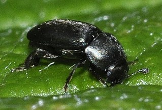 <i>Meligethes atratus</i> Species of beetle
