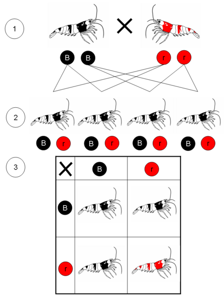 File:Mendelian inheritance for Red and Black Bee Shrimp.png