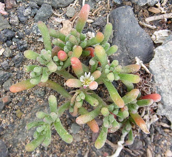 File:Mesembryanthemum nodiflorum kz7.JPG