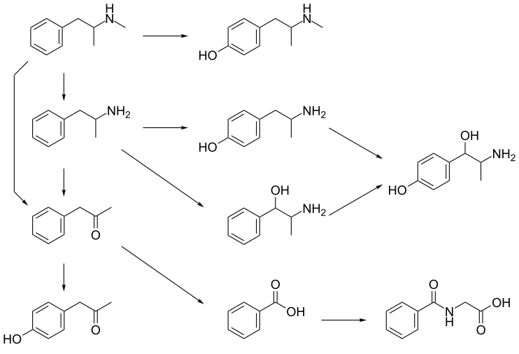 Afbeelding van verschillende routes van methamfetaminemetabolisme