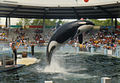Eine Orca-Show im Miami Seaquarium