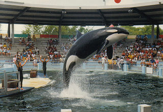 <span class="mw-page-title-main">Lolita (orca)</span> Female orca (c. 1966–2023)