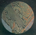 Миниатюра для Файл:Microphoto by N P Chizhevsky 1909 No3.png