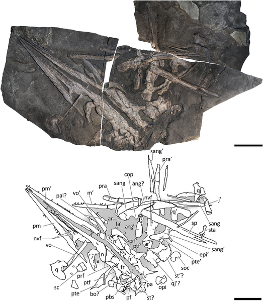 File:Mikadocephalus Holotype Skull.png