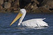 Mikebaird - American White Pelican (Pelecanus erythrorhynchos).jpg