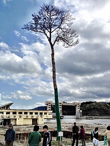 Fichier:Miracle_Pine_Tree_2012-05-05.jpg