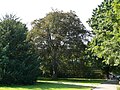 Copper beech, European yew