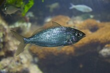 Мохарра - Eucinostomus sp..jpg