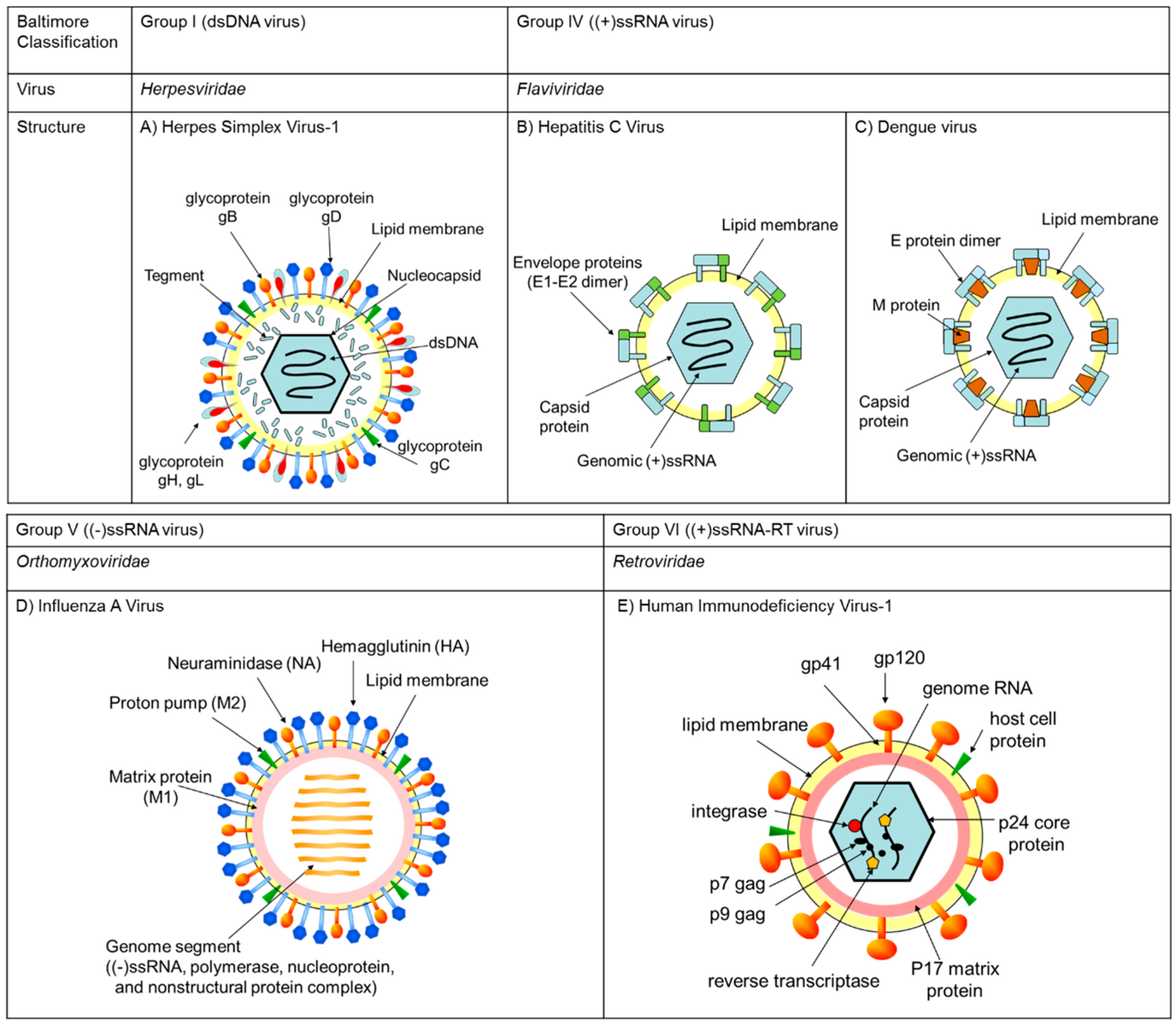 Вирусы 1 группы. Классификация Балтимора вирусы. Классификация вирусов по Балтимору. Классификация вирусов по Балтимору гепатит а. Схема вирусов по Балтимору.