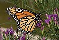 Image 75Monarch butterfly