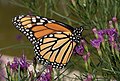 Image 67Monarch butterfly