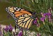 Monarch butterfly in BBG (84685).jpg