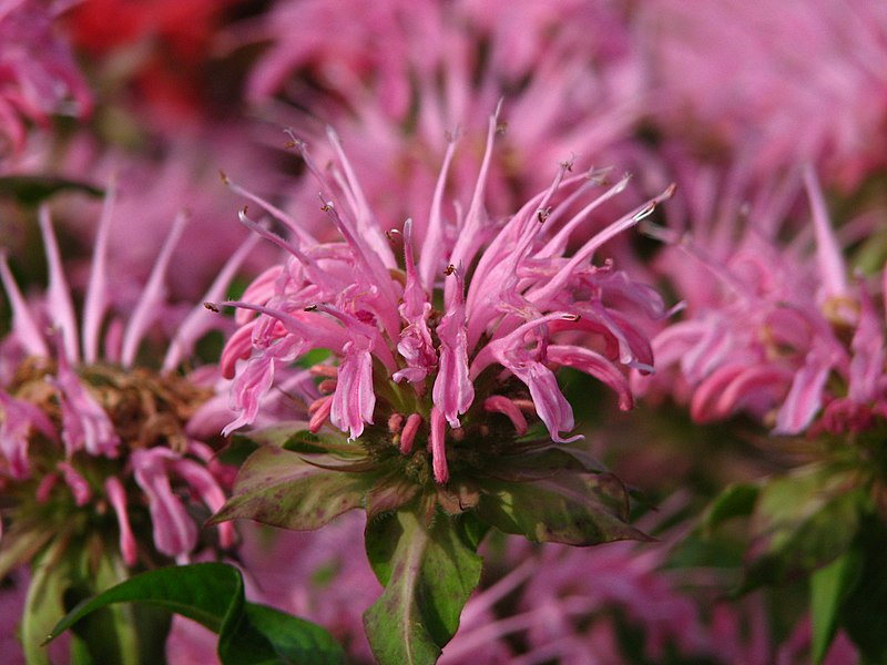 File:Monarda 'Croftway Pink' 07.JPG