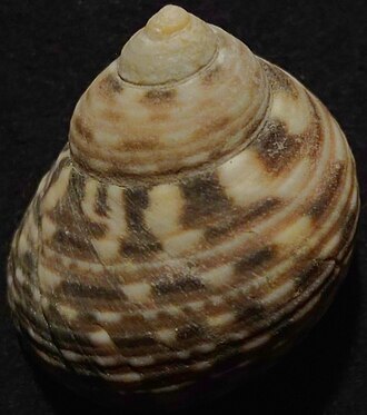 Monodonta Australis B.jpg