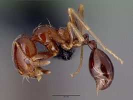 Monomorium robustior