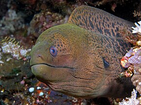 Beskrivelse af billedet Moray ål komodo.jpg.