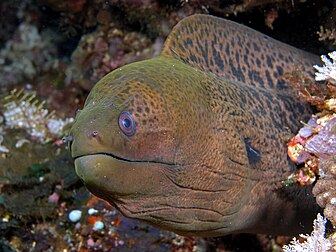 Une espèce de murène (Gymnothorax polygonius) photographiée dans le parc national de Komodo en Indonésie. (définition réelle 1 680 × 1 260*)