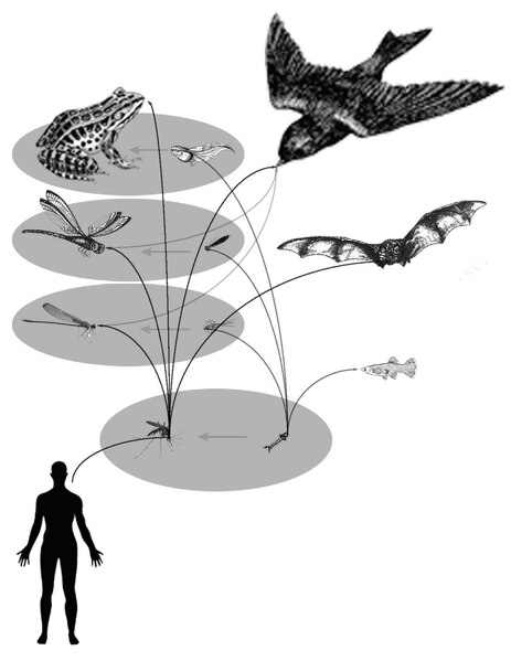 File:Mosquito Energy Transfer Food Web.pdf