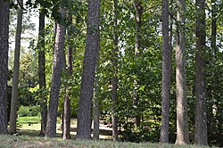 Mount Pleasant woodlands on Coles Point Road.jpg