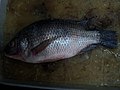 Mozambique tilapia preserved for lab purposes.jpg