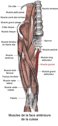 Miniatura per Múscul recte intern de la cuixa