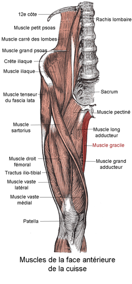 Muscle gracile.png