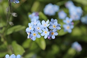 Myosotis sylvatica 03.jpg