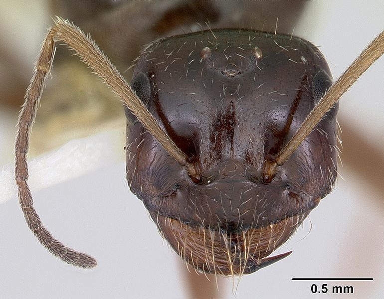 File:Myrmecocystus snellingi casent0103515 head 1.jpg