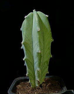 <i>Myrtillocactus geometrizans</i> Species of cactus
