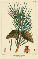 NAS-138 Pinus sylvestris.png