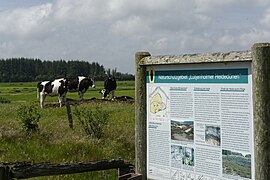 Infotafel, im Hintergrund Rinderweide