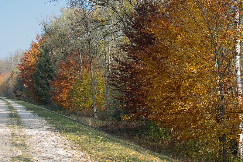 File:NSG Vogelfreistätte Feldheimer Stausee - Herbst am Ostdamm.jpg