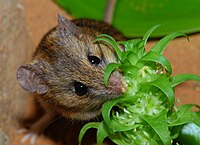 A potential pollinator of Protea nana, the Namaqua rock mouse, feeding on nectar of Whiteheadia bifolia Namaqua rock mouse feeding on Pagoda Lily nectar.jpg