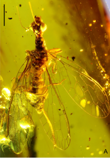 <i>Nanoraphidia</i> Extinct genus of insects