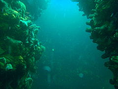 Deep, narrow gaps between big boulders on the south side of the reef