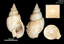 Nassarius kooli (MNHN-IM-2000-23029).jpeg